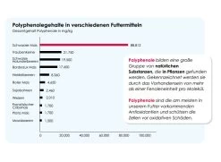 Versele Winter Plus I.C.⁺ 20kg 8 Versele Winter Plus I.C.⁺ 20kg -Josera Store antioxidantien 18