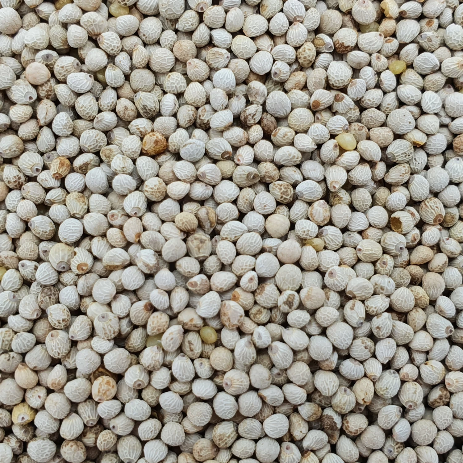 Perillasaat Weiß - Gladen 2,5kg 3 Perillasaat Weiß - Gladen 2,5kg