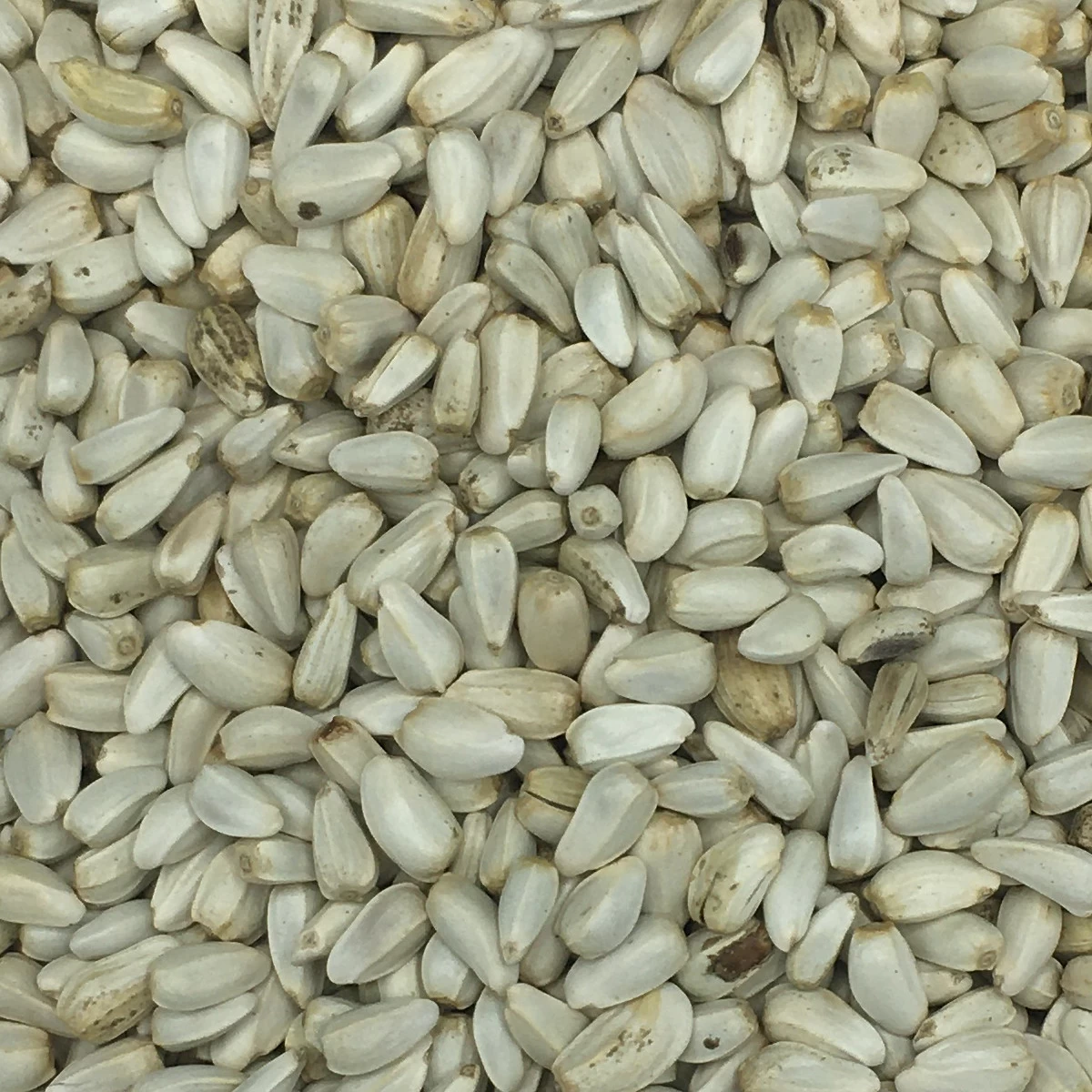 VERSELE-LAGA Cardy - Versele 20kg 3 VERSELE-LAGA Cardy - Versele 20kg