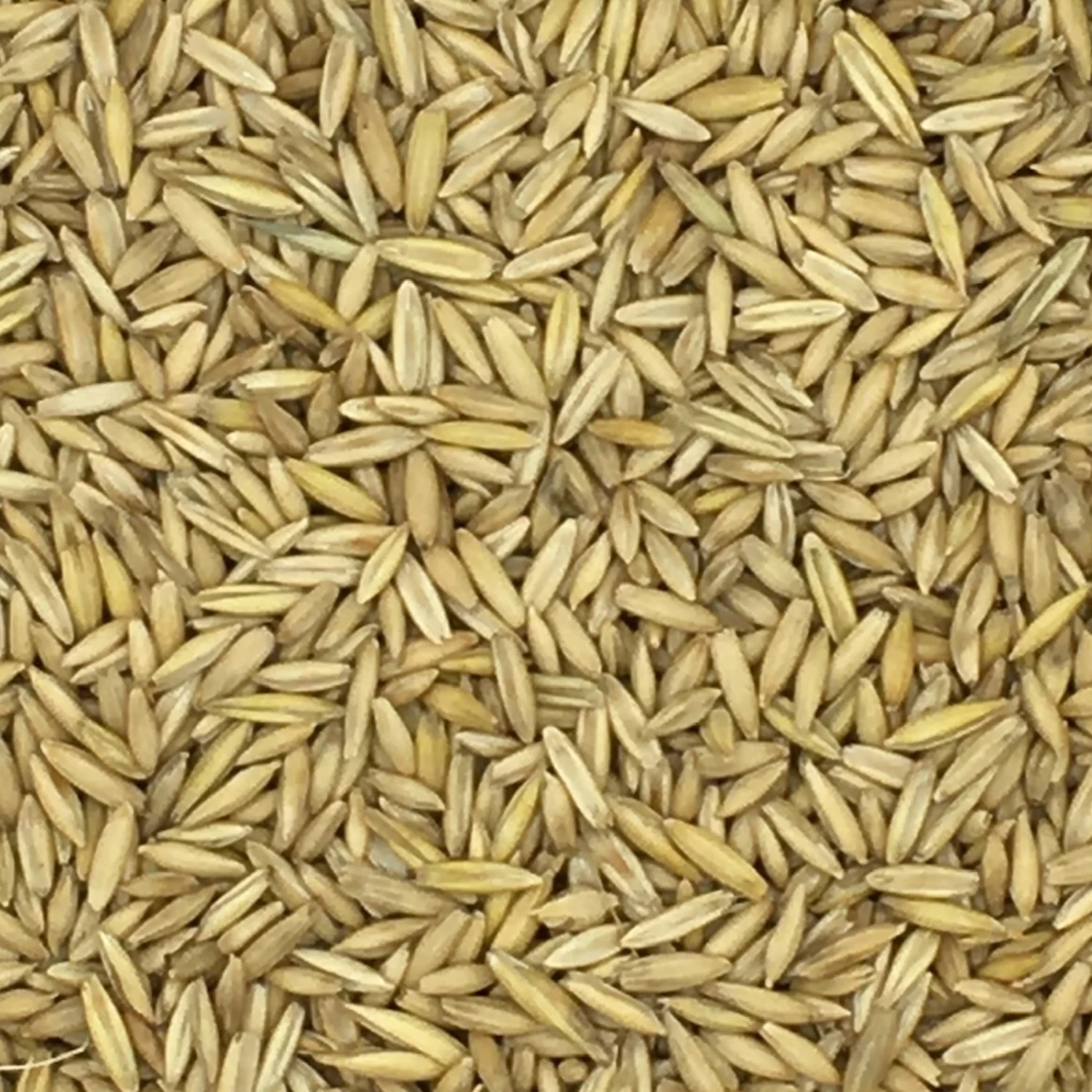 VERSELE-LAGA Hafer Derby - Versele 25kg 3 VERSELE-LAGA Hafer Derby - Versele 25kg