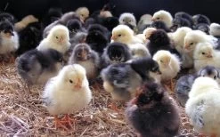 Havens Start-Premium - Kükenkorn 25kg -Josera Store kken