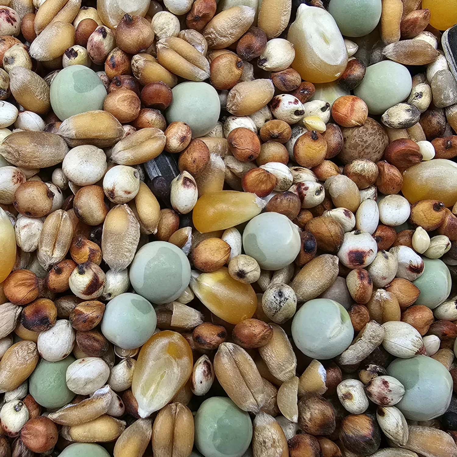 Paloma Nr.49 Super Zucht U. Jungt. Mit Mais 25kg 3 Paloma Nr.49 Super Zucht U. Jungt. Mit Mais 25kg