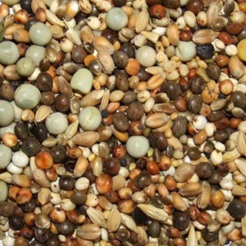 Spinne Rasse K - Kurzschnäbler 25kg 3 Spinne Rasse K - Kurzschnäbler 25kg