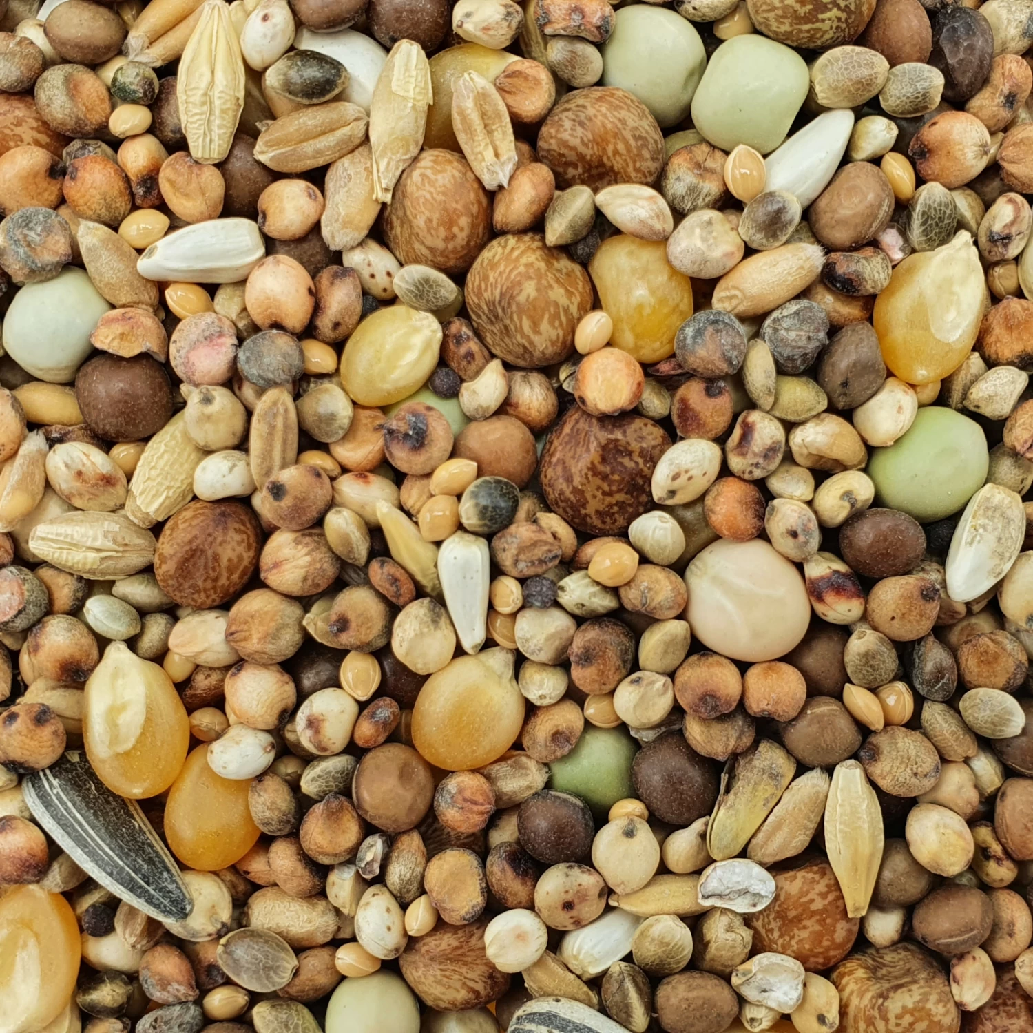 Spinne Stipsky Mischung - Tümmler 25kg 3 Spinne Stipsky Mischung - Tümmler 25kg