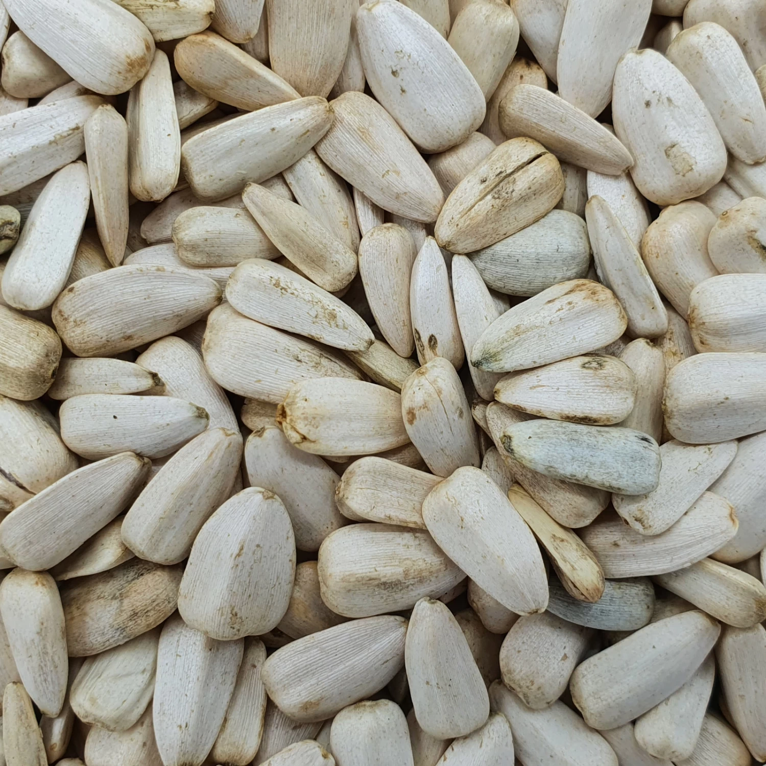 Sonnenblumenkerne Weiß - Vanrobaeys 25kg 3 Sonnenblumenkerne Weiß - Vanrobaeys 25kg