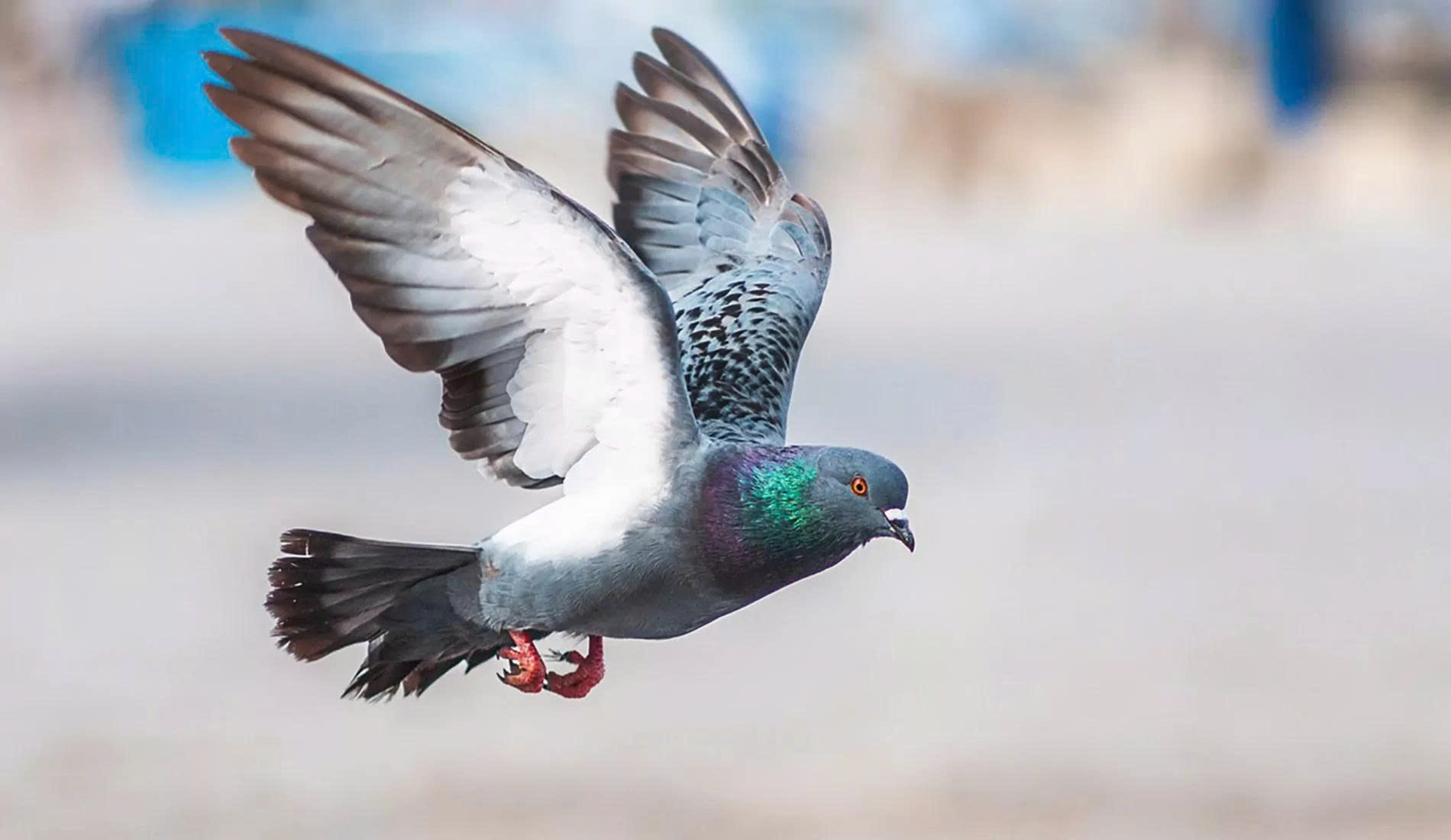 Josera Store -Josera Store z6642264938776 3bf873590d791933cbe1806dcc4678d2